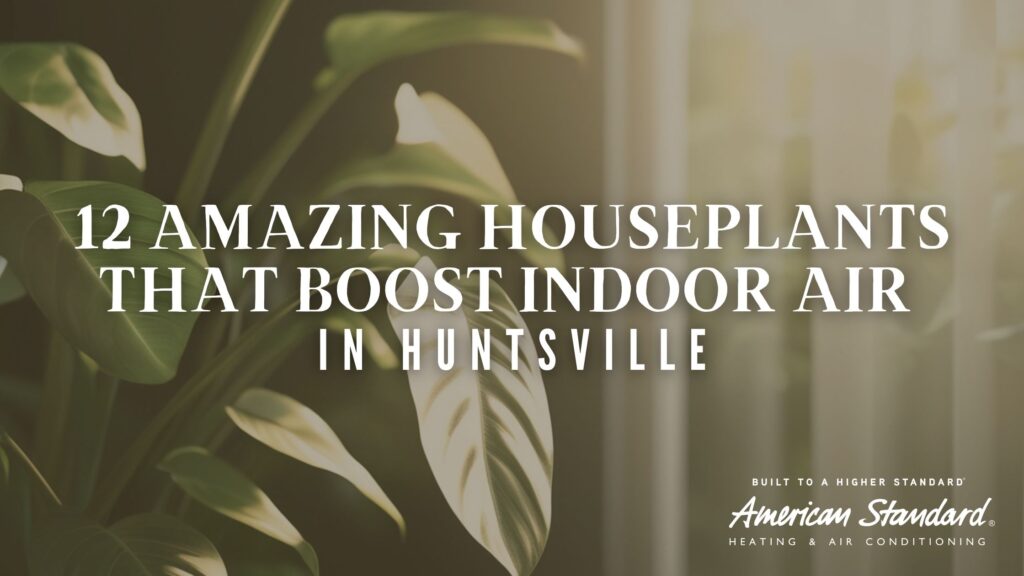 12 Amazing Houseplants That Boost Indoor Air in Huntsville