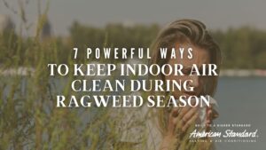 7 Powerful Ways to Keep Indoor Air Clean During Ragweed Season